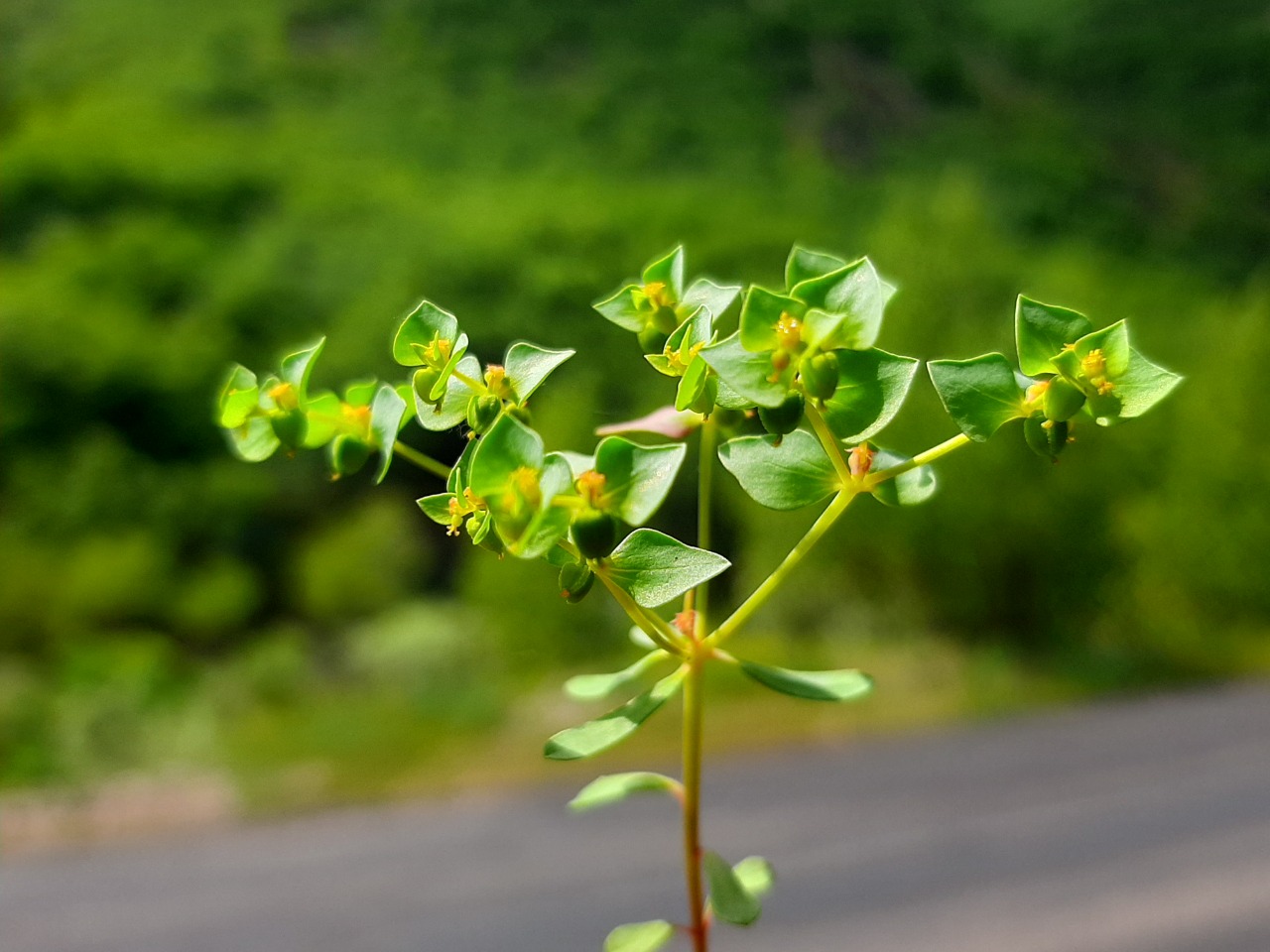 Euphorbia falcata