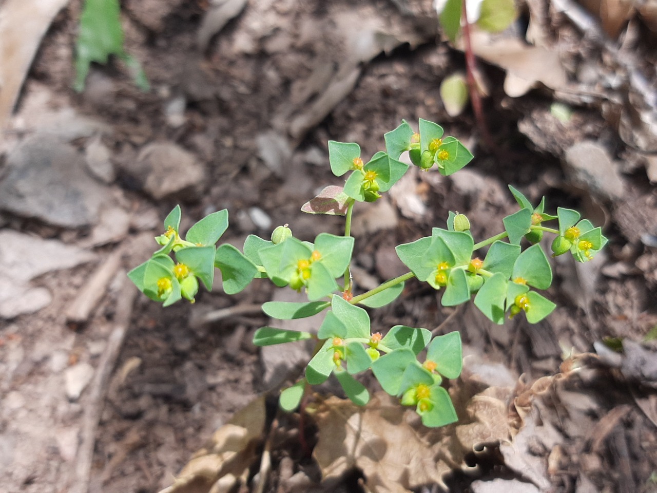 Euphorbia falcata