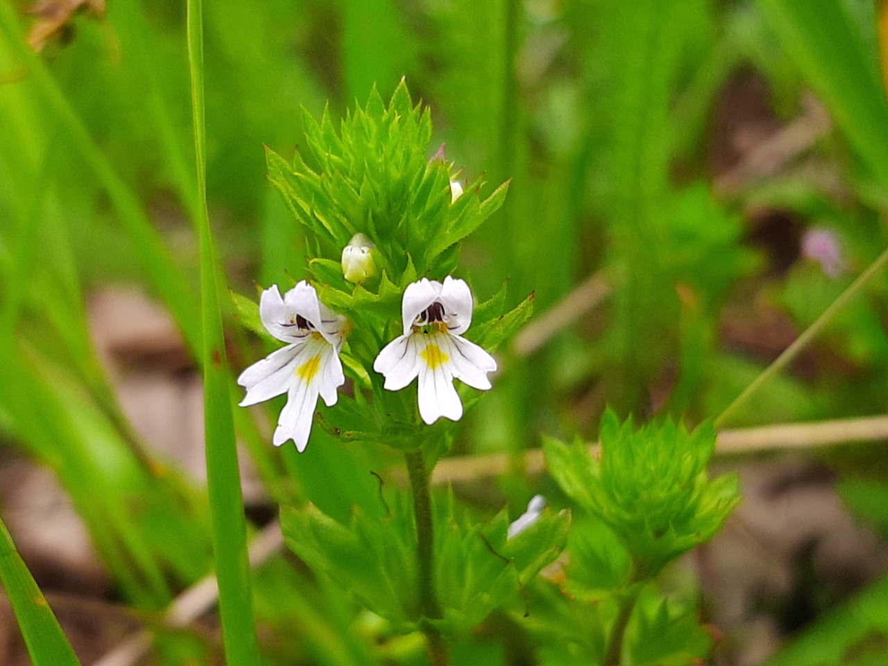 Euphrasia rostkoviana