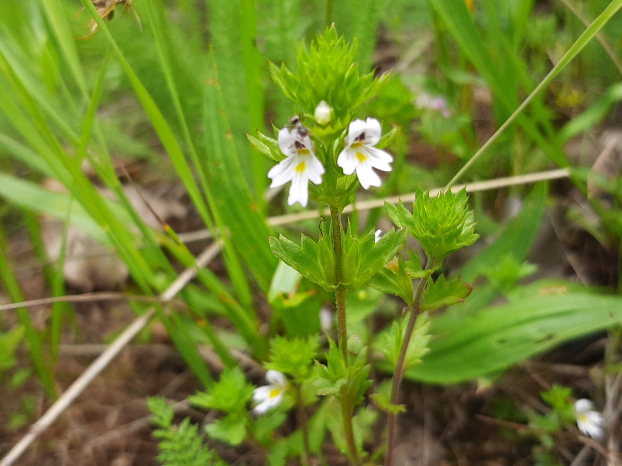 Euphrasia rostkoviana