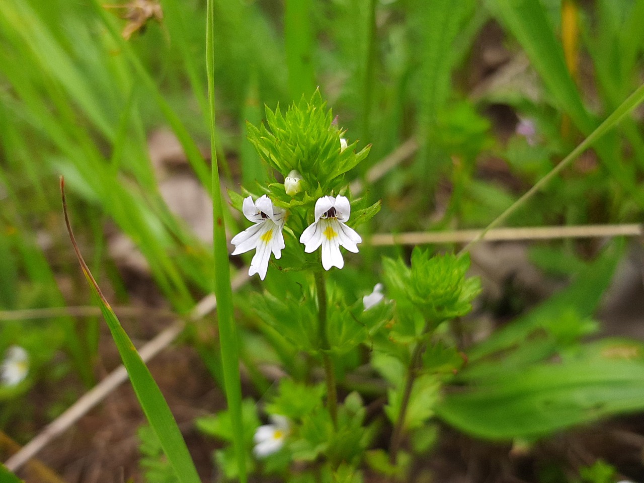 Euphrasia rostkoviana