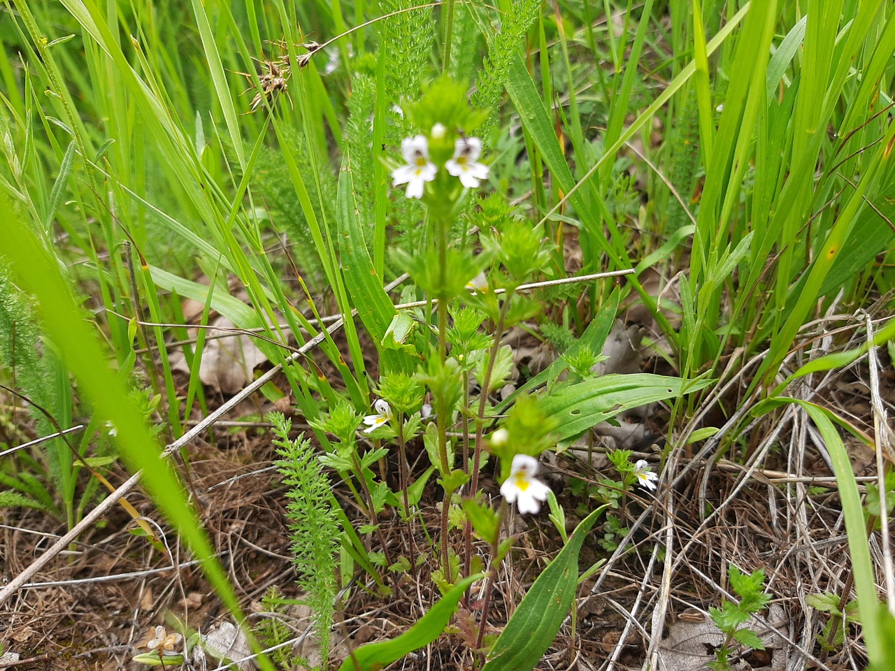 Euphrasia rostkoviana