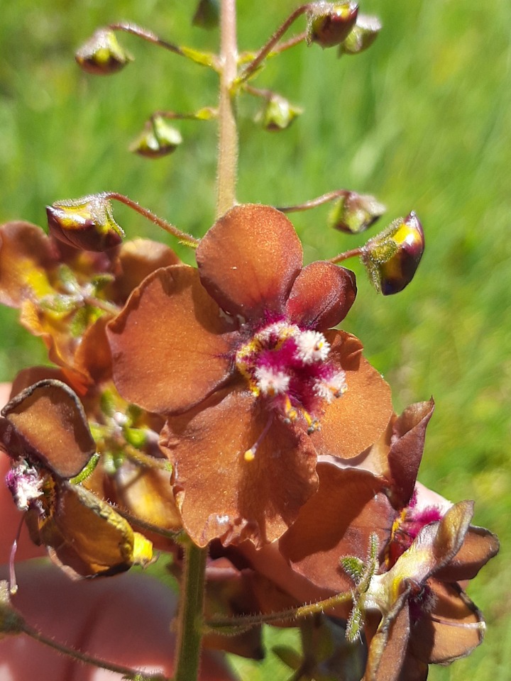 Verbascum phoeniceum