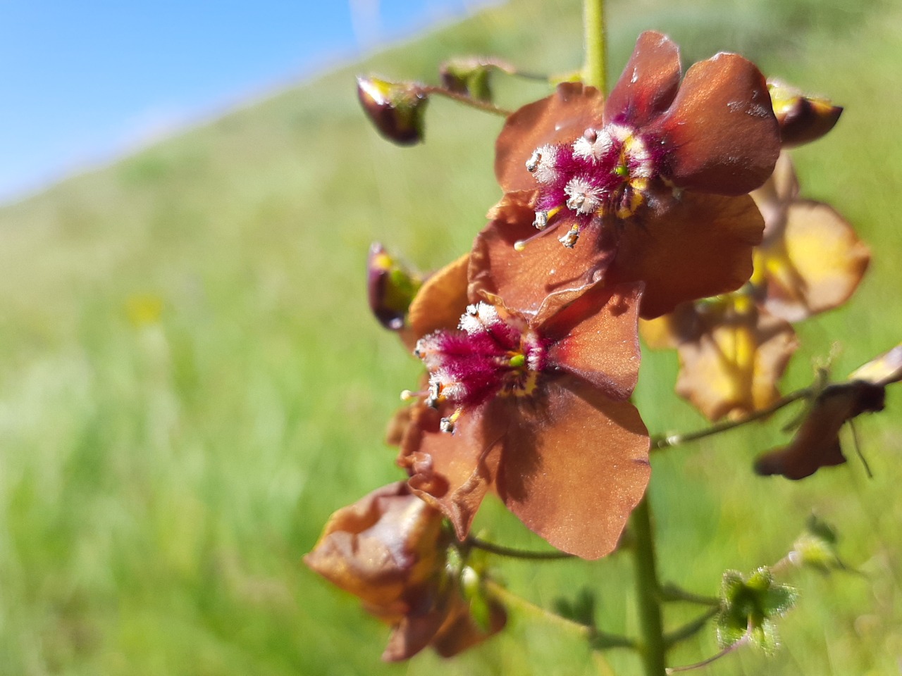 Verbascum phoeniceum