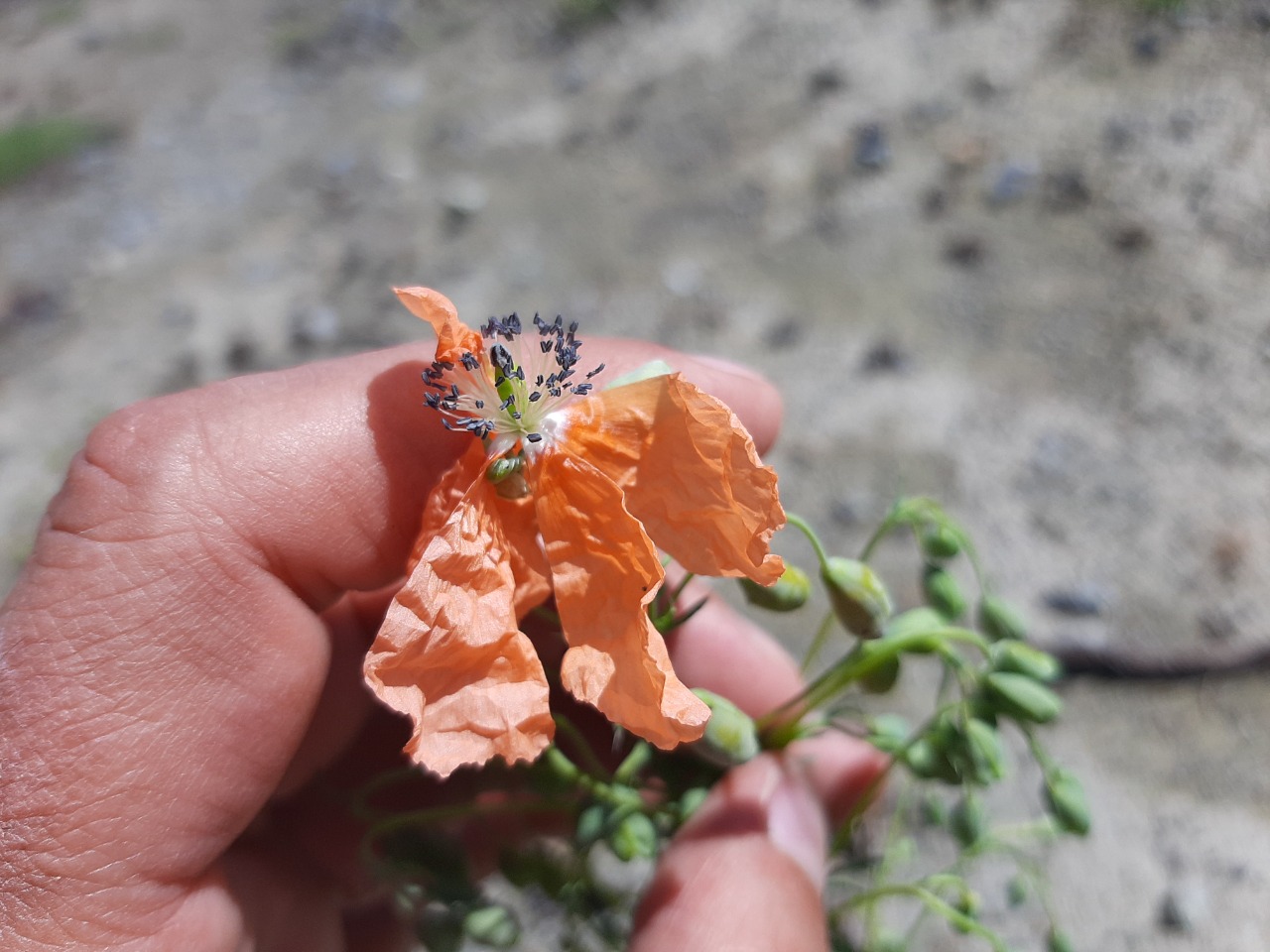 Papaver armeniacum