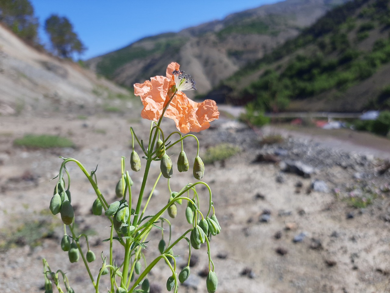 Papaver armeniacum