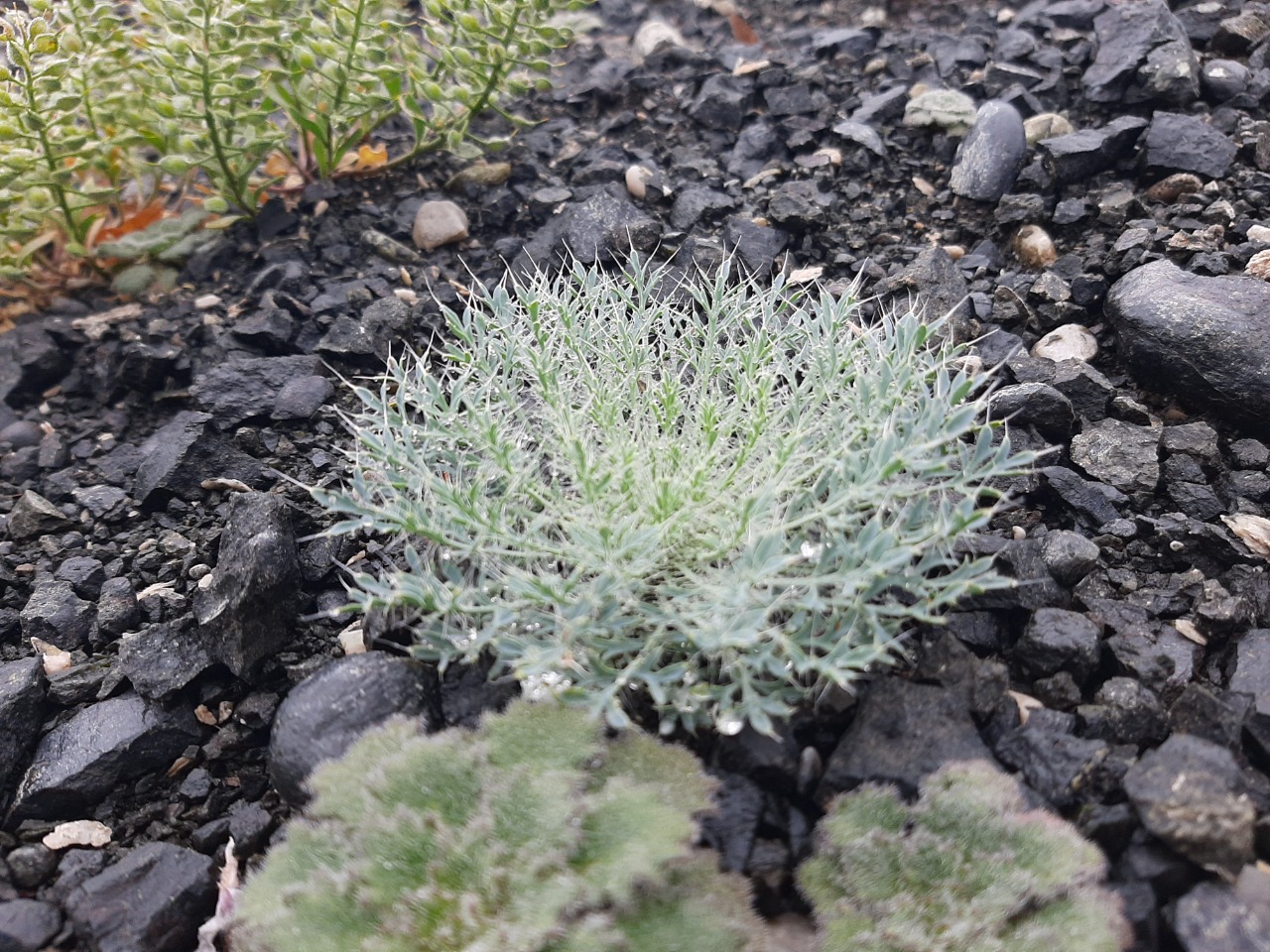 Papaver armeniacum