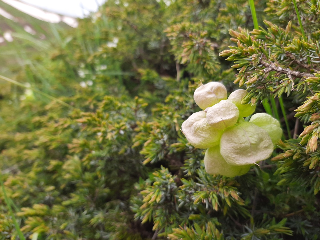 Coluteocarpus vesicaria