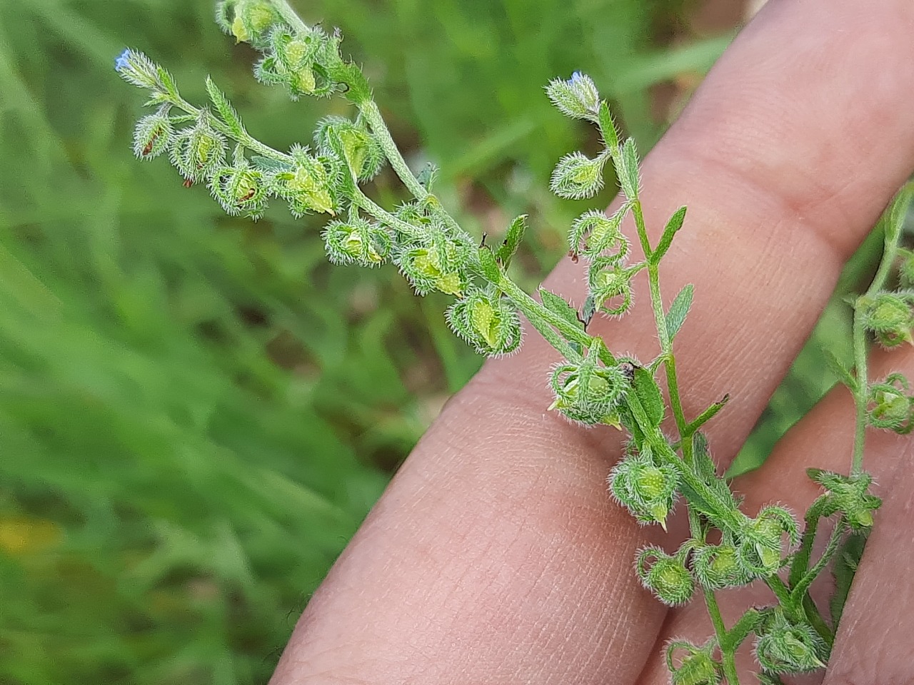 Lappula microcarpa