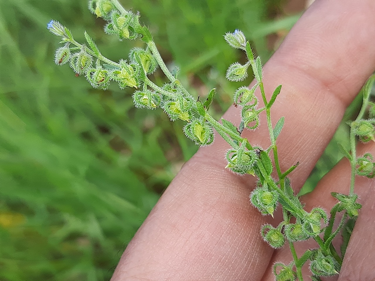 Lappula microcarpa