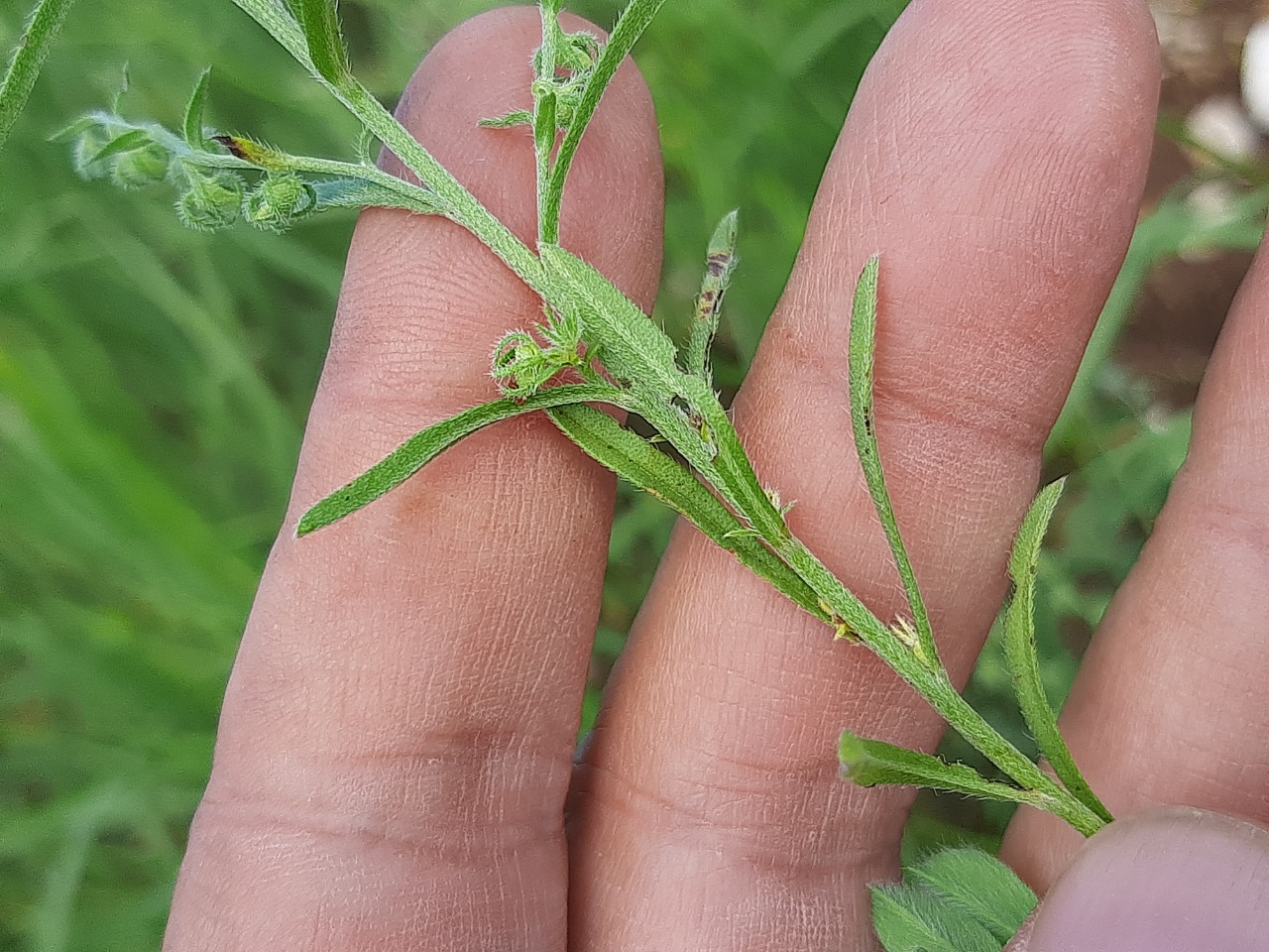 Lappula microcarpa