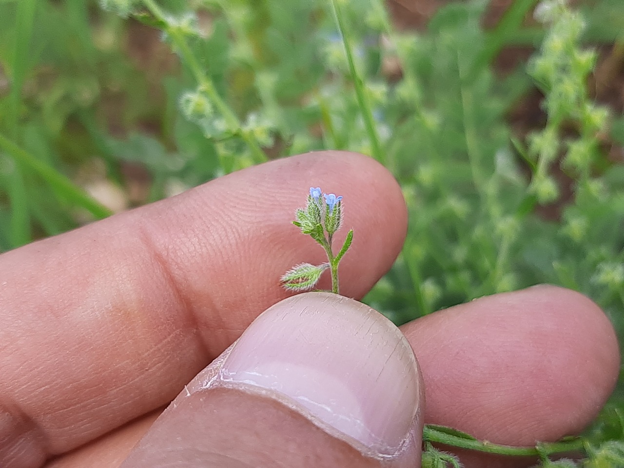 Lappula microcarpa