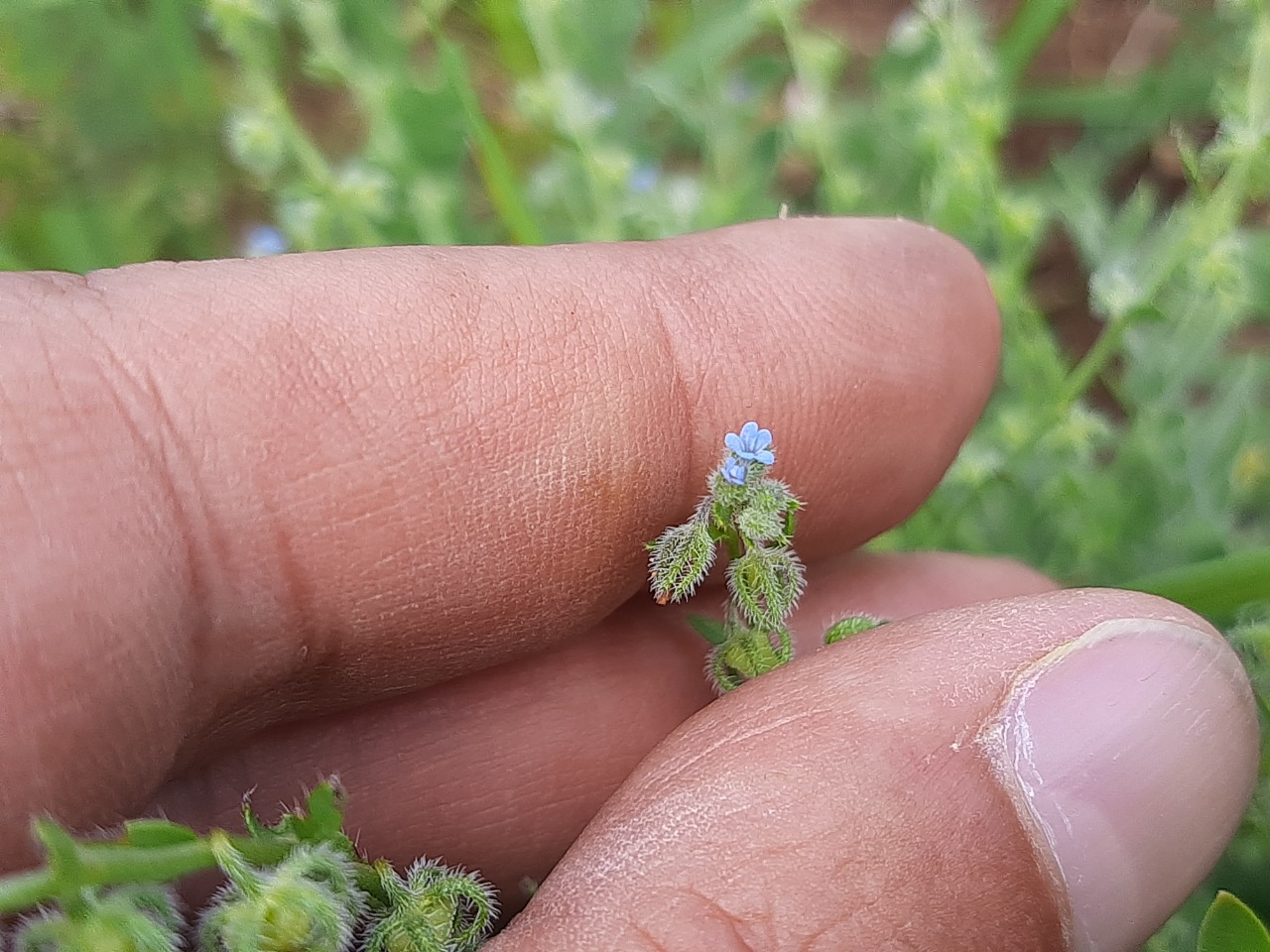 Lappula microcarpa