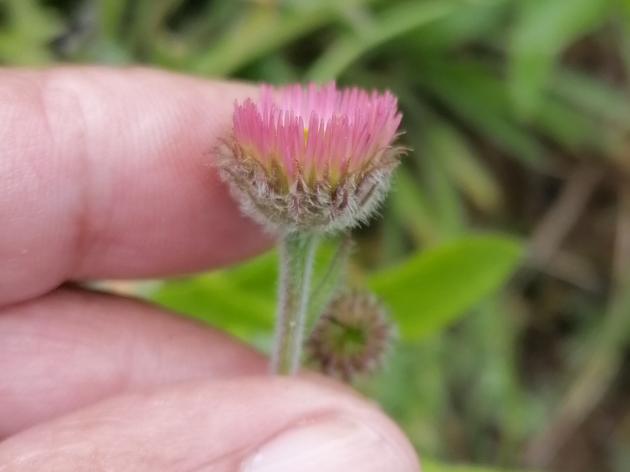 Erigeron uniflorus