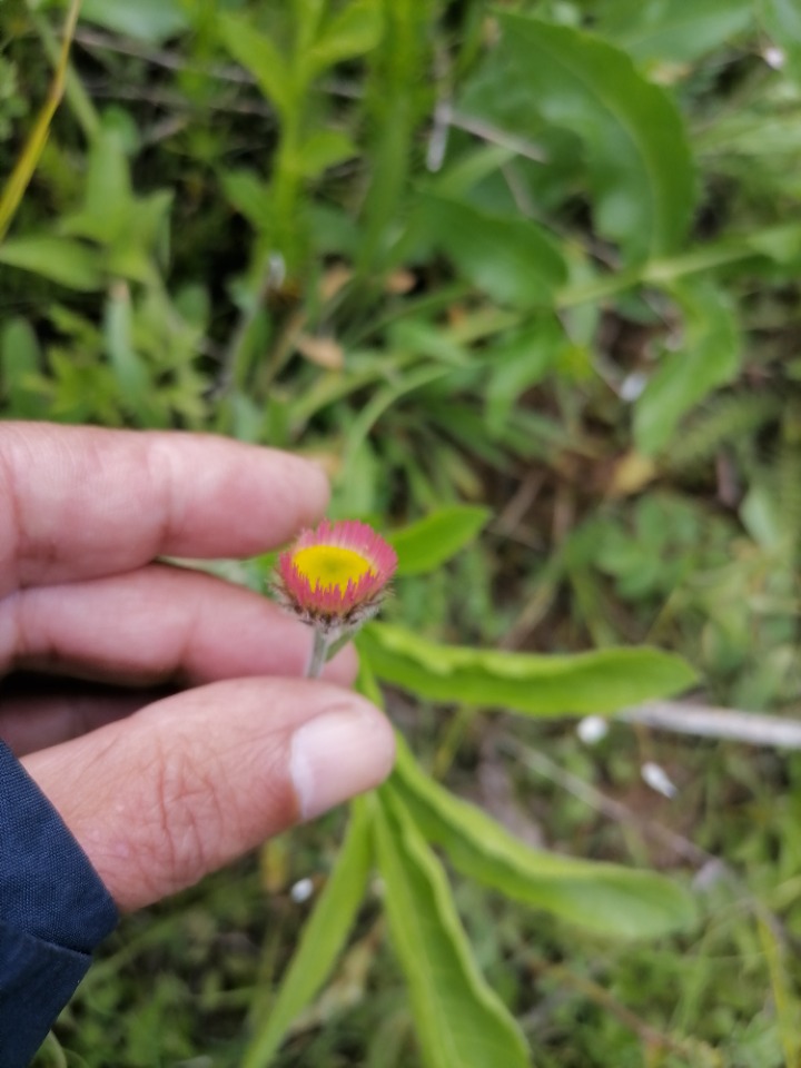 Erigeron uniflorus