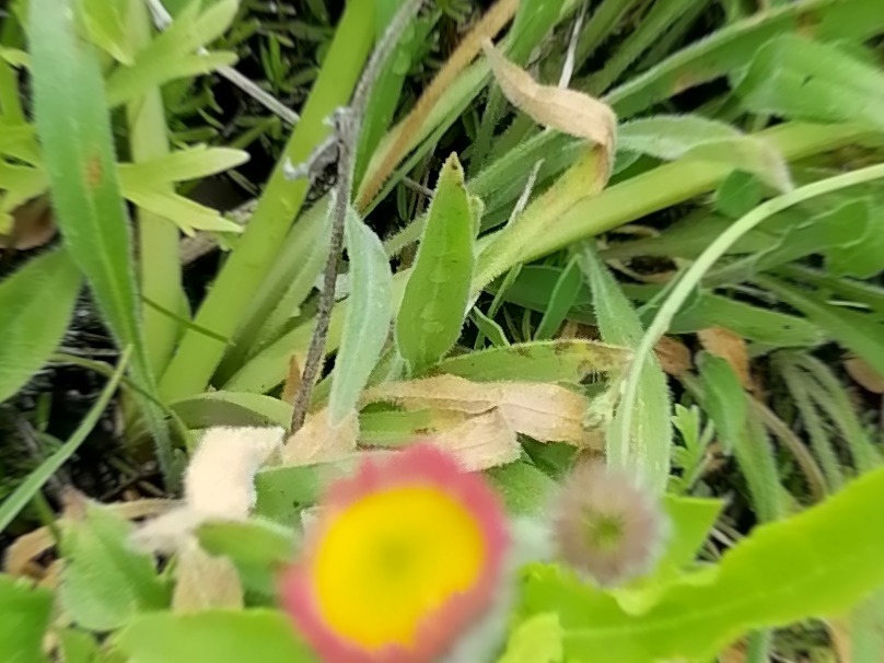 Erigeron uniflorus