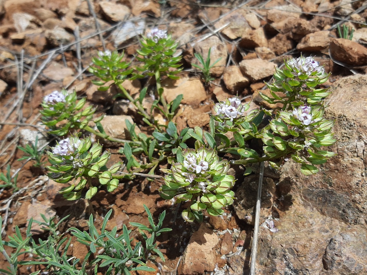 Aethionema speciosum