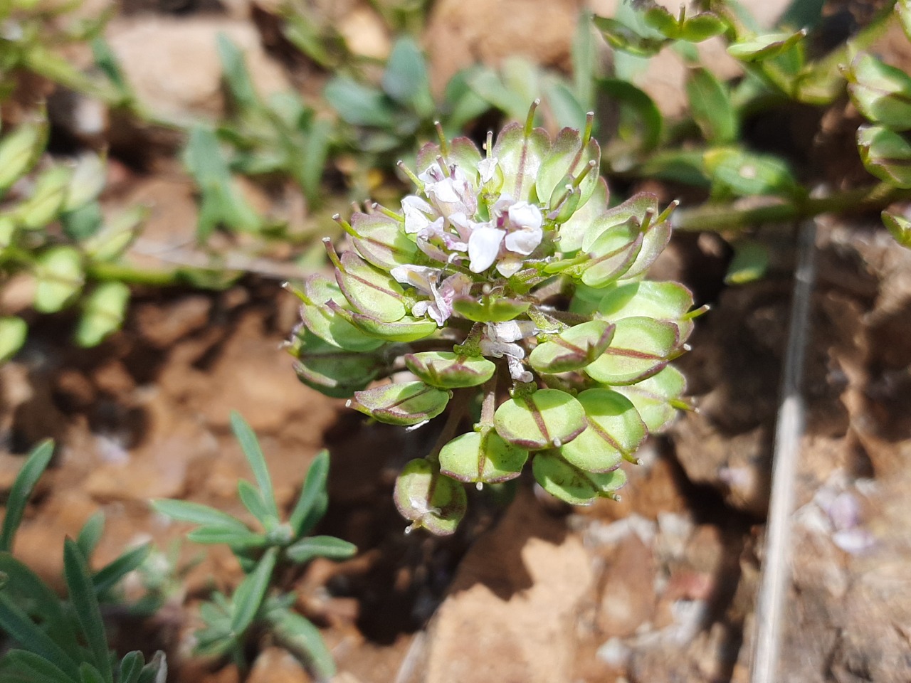 Aethionema speciosum