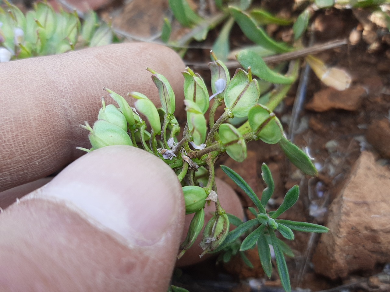 Aethionema speciosum