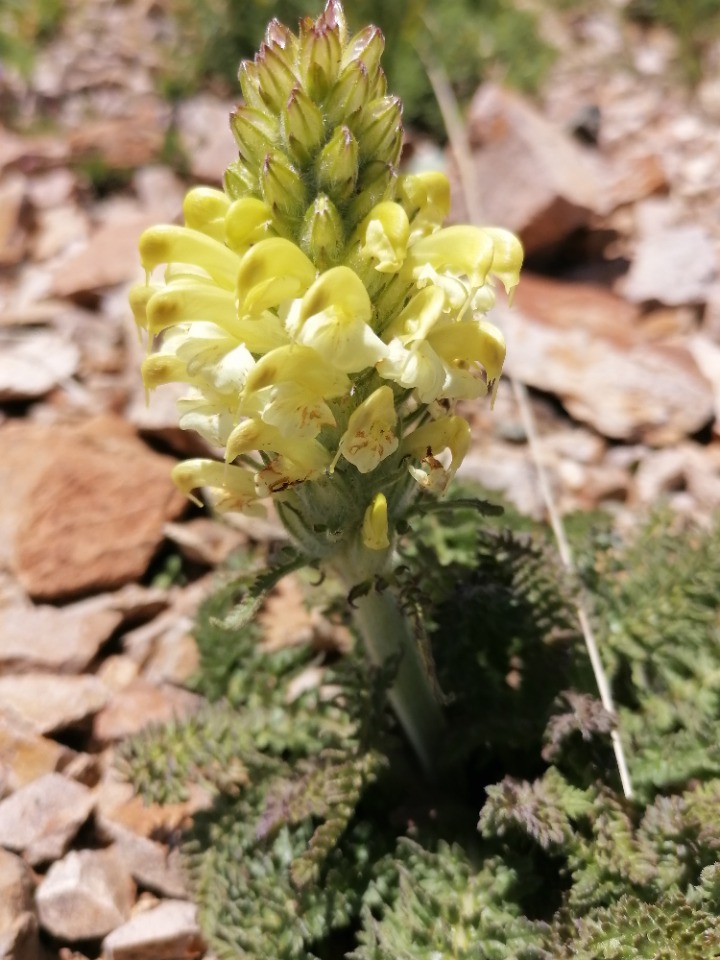 Pedicularis comosa var. sibthorpii