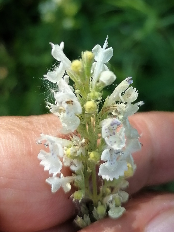 Nepeta cataria