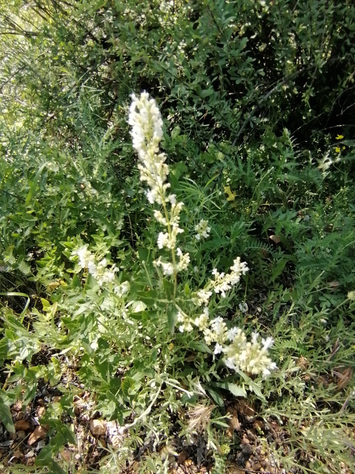 Nepeta cataria