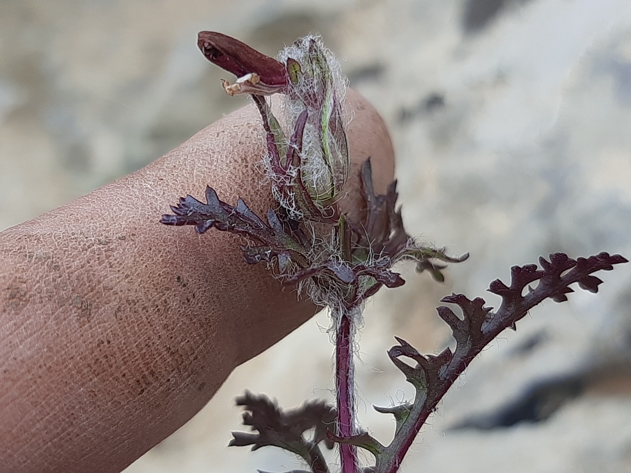 Pedicularis munzurdaghensis