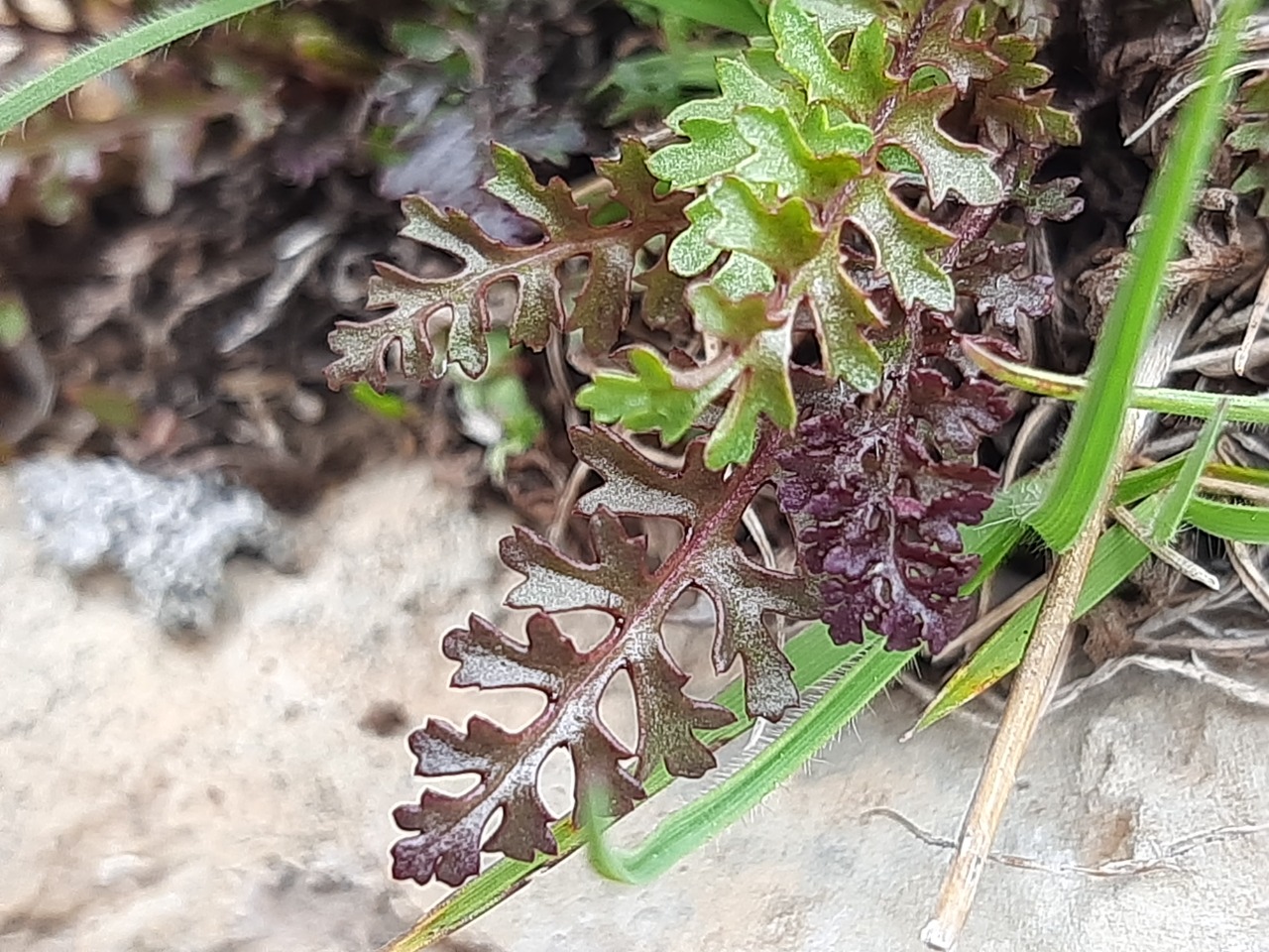 Pedicularis munzurdaghensis