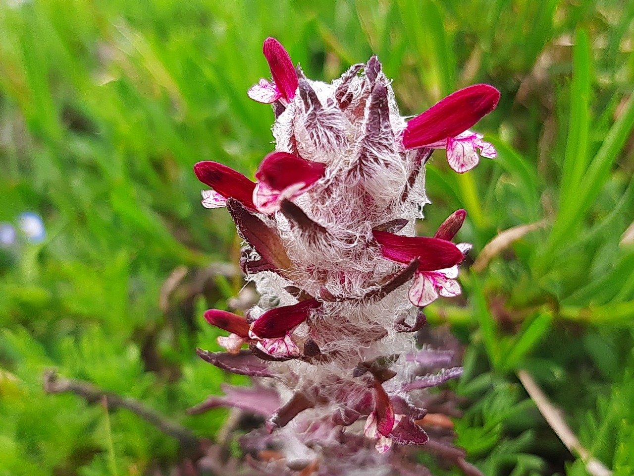 Pedicularis munzurdaghensis