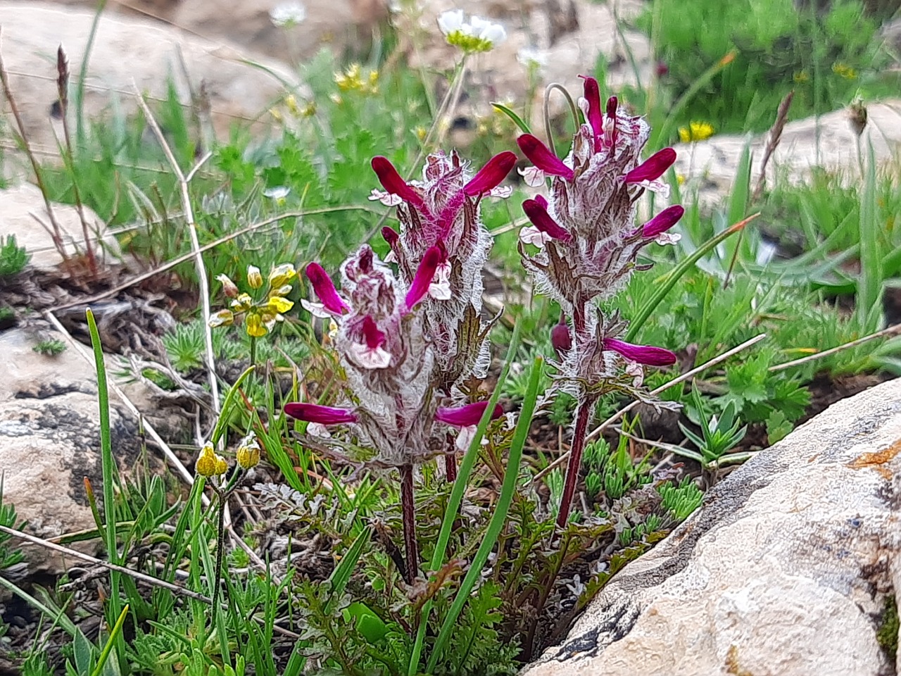 Pedicularis munzurdaghensis