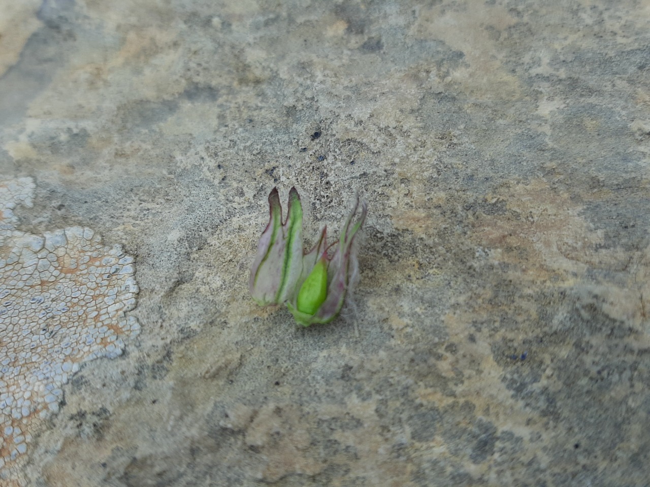 Pedicularis munzurdaghensis