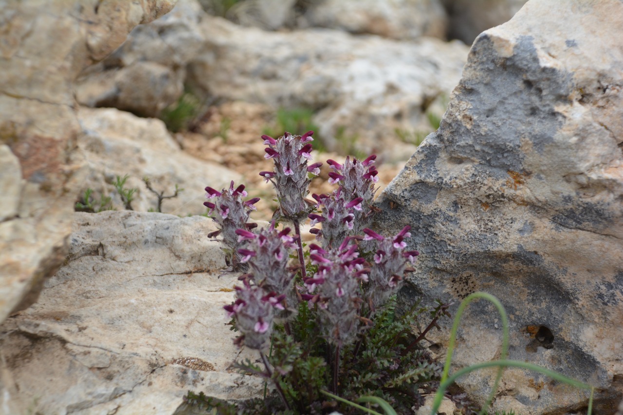 Pedicularis munzurdaghensis