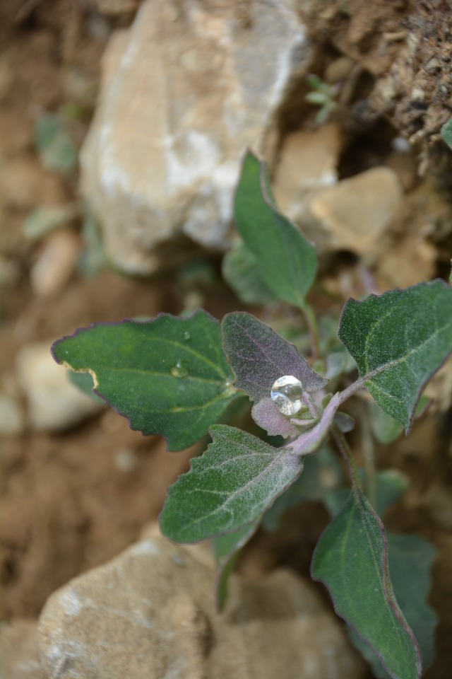 Chenopodium album