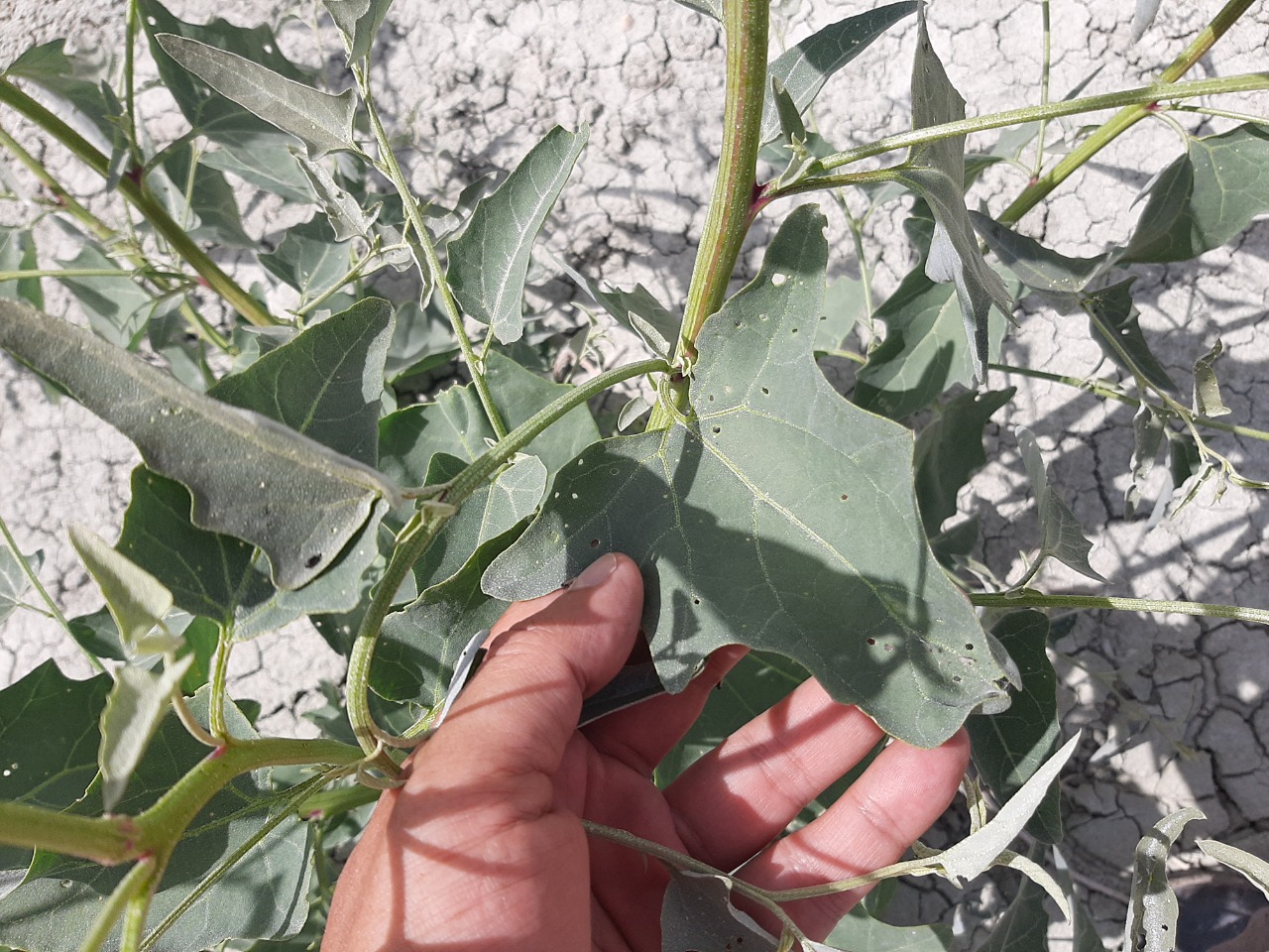 Chenopodium album