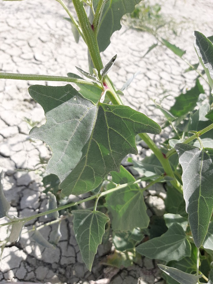 Chenopodium album