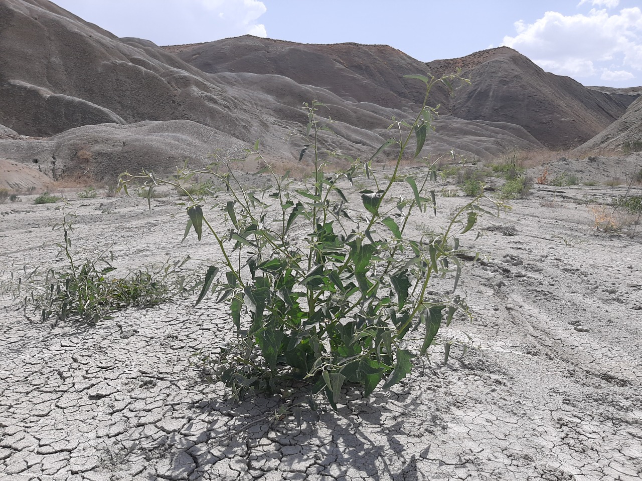Chenopodium album