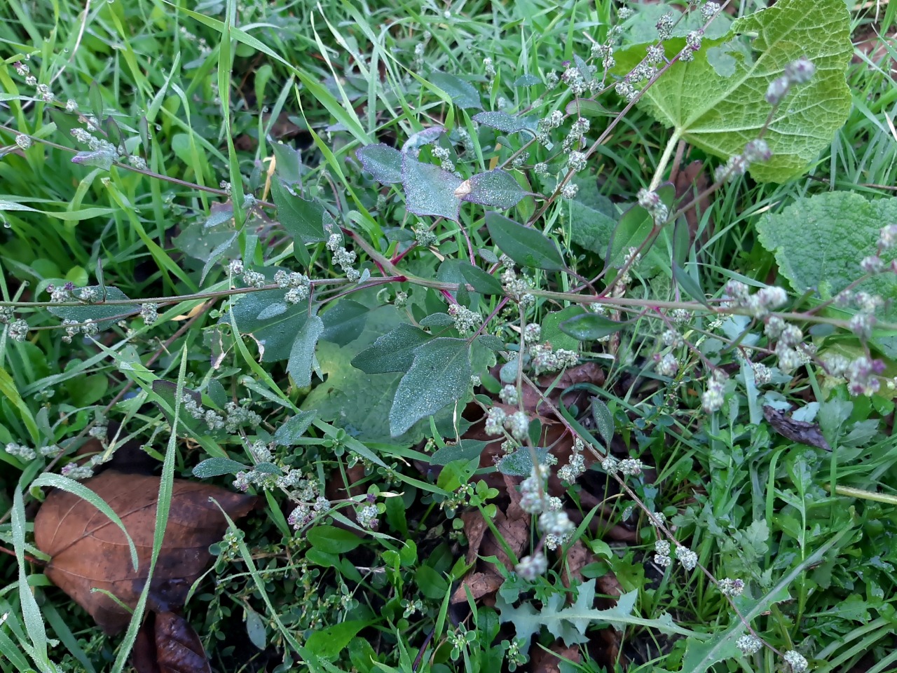 Chenopodium album