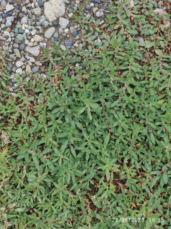 Polygonum arenastrum