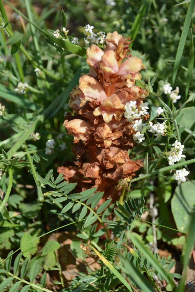 Orobanche anatolica