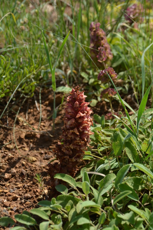 Orobanche anatolica