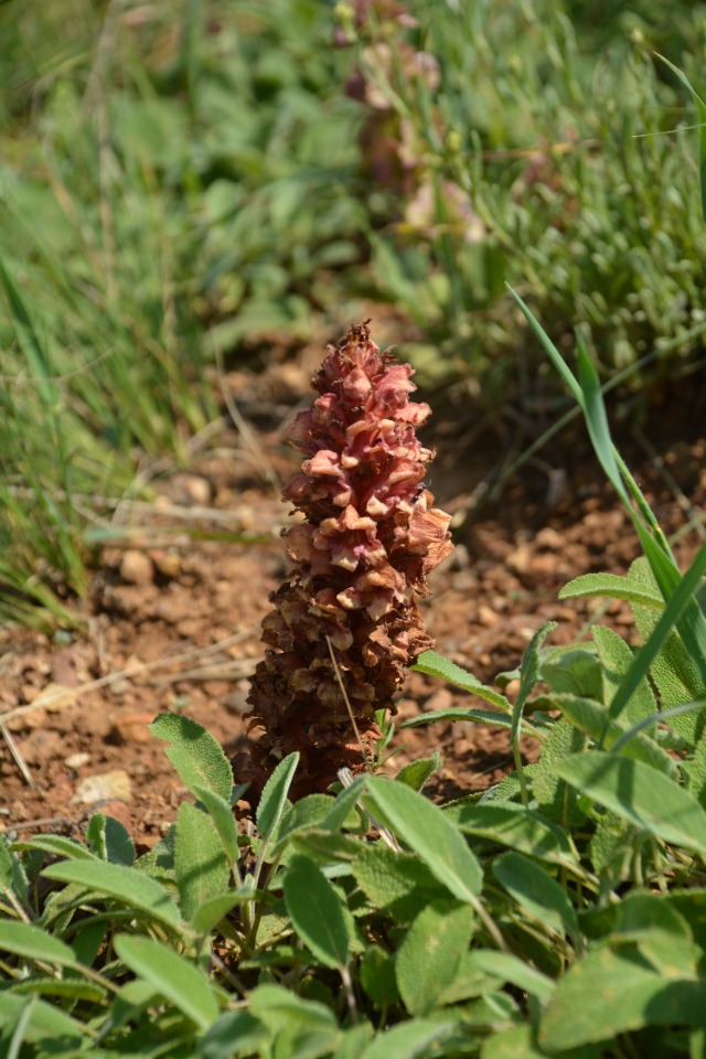 Orobanche anatolica