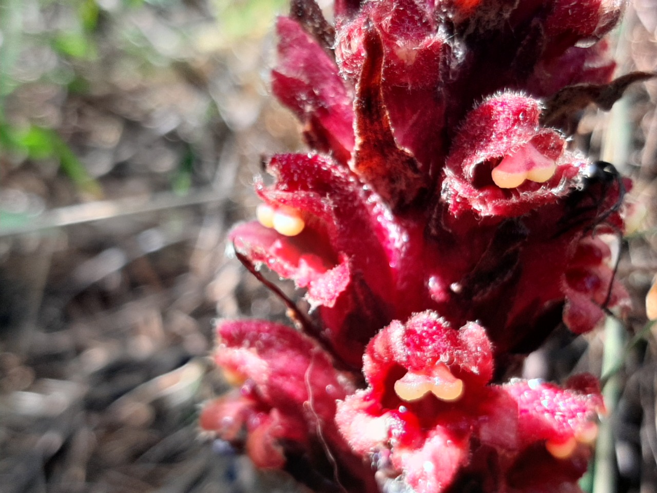 Orobanche anatolica