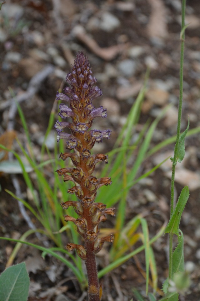 Orobanche cernua