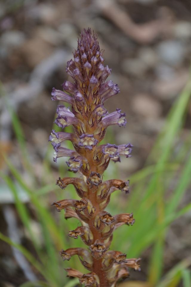 Orobanche cernua