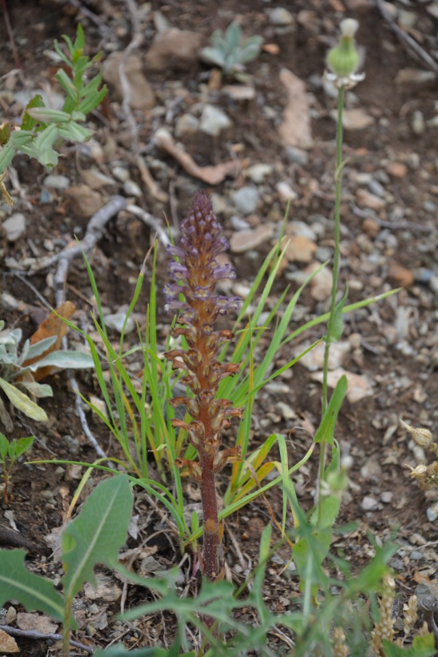 Orobanche cernua