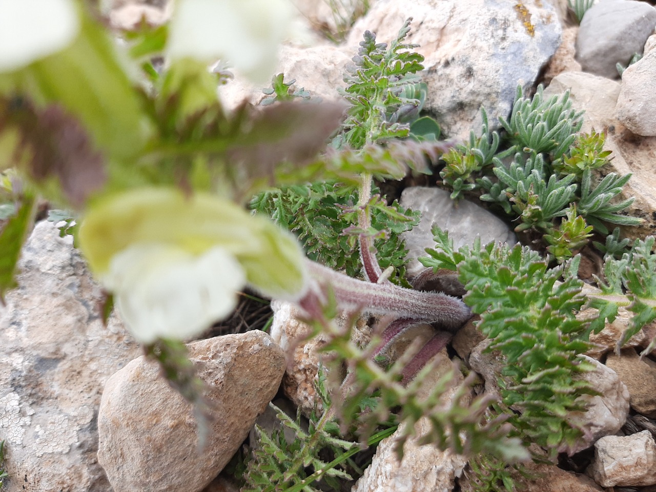 Pedicularis caucasica