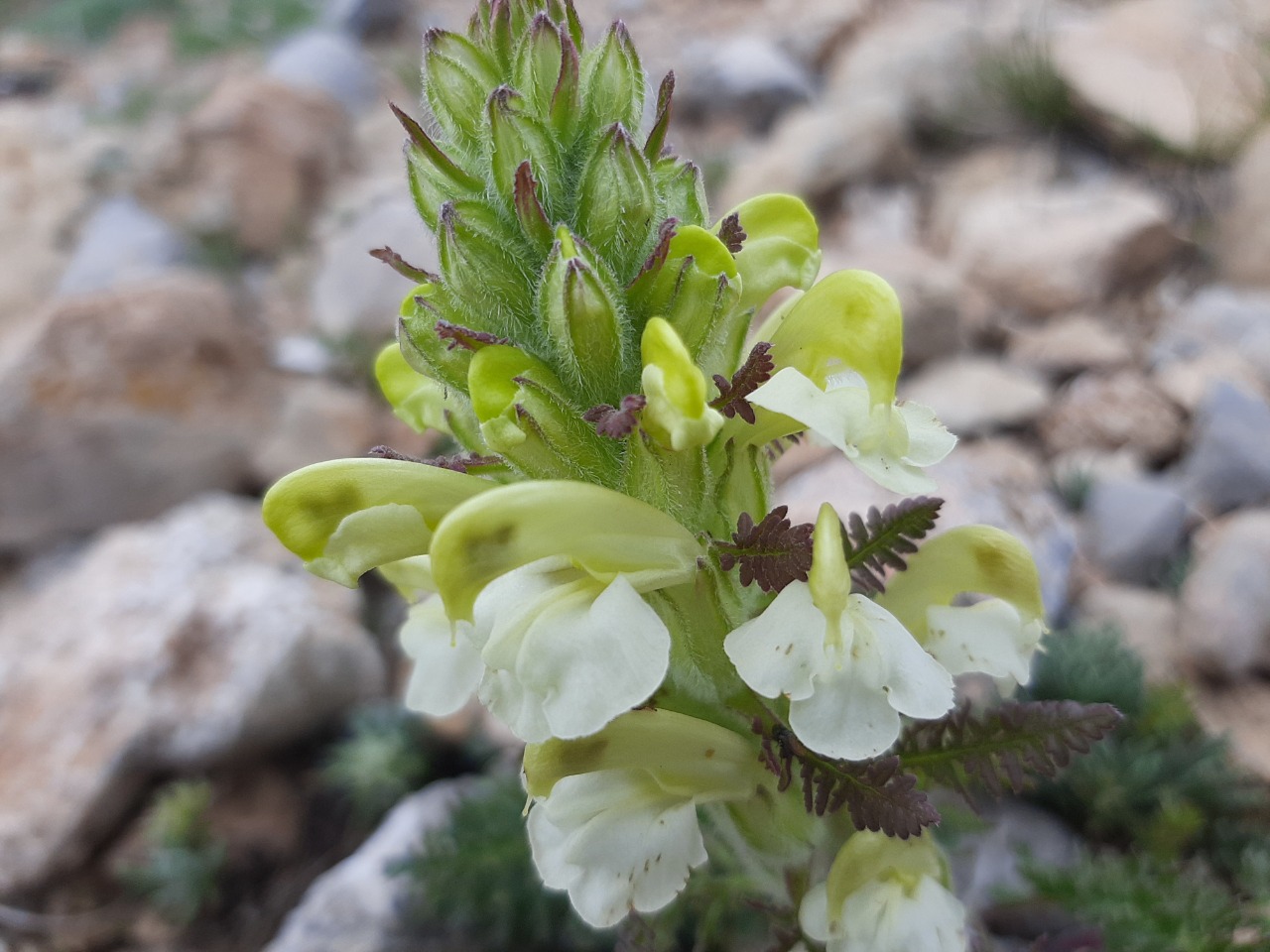 Pedicularis caucasica