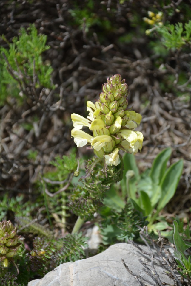 Pedicularis caucasica