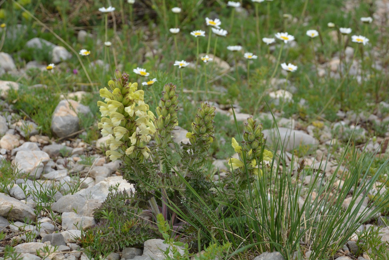 Pedicularis caucasica