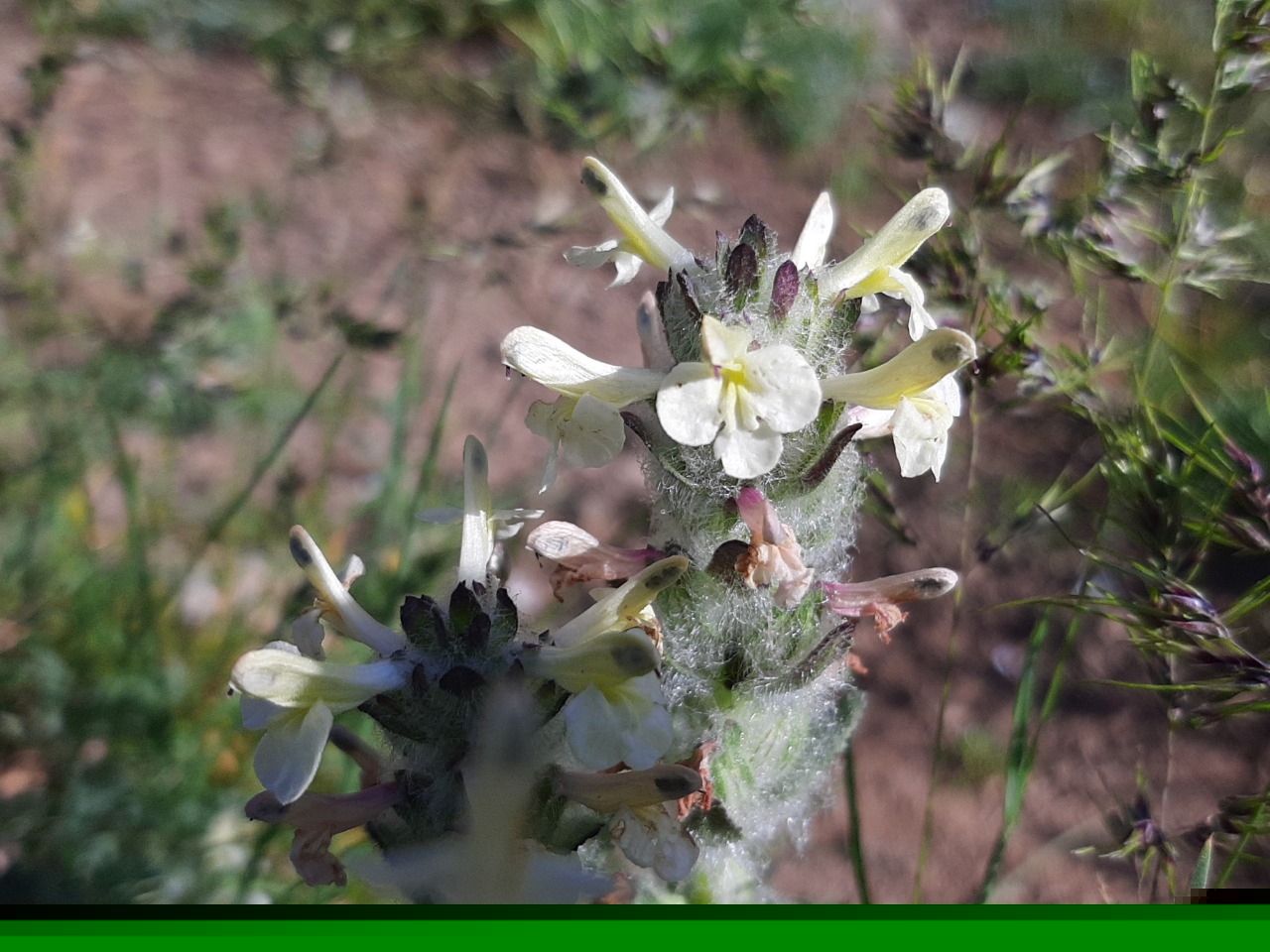 Pedicularis caucasica